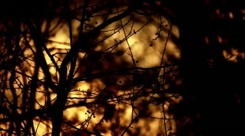 Fall with flag Video stock 12439685