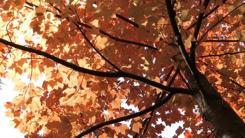 Fall Flame Maple Tilt And Spin Stock Footage 118927111