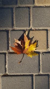 Fall flat lay with yellow maple leaf closeup on stone brick surface Foto stock
