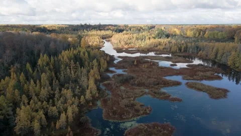 Fall flight along a river with yellow tamarack trees. Cinematic Drone LOG Video stock 254729185
