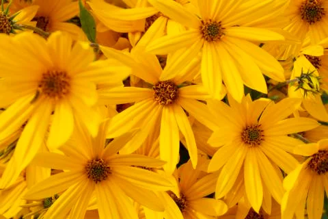 Fall flower composition. Bright yellow or orange flowers close-up pattern. Stock Photos