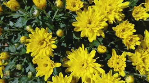 Fall Flowers Video stock 81966311