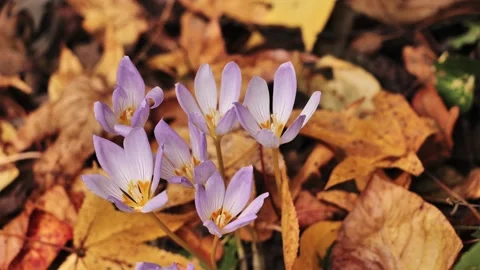 Fall flowers Stock Footage 252859089