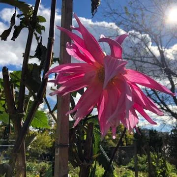 Fall flowers Fotos Stock