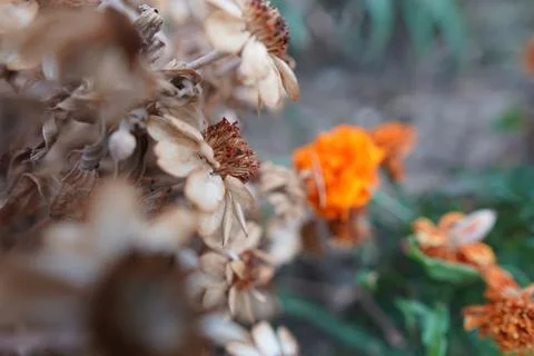 Fall, flowers, sad, orange, use to be like this 写真素材