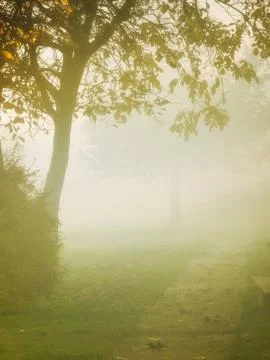 Fall fog Foto stock