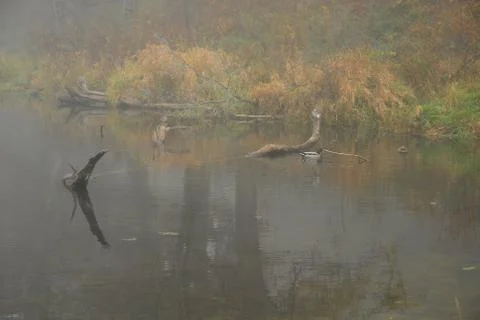 Fall Fog Stock Photos