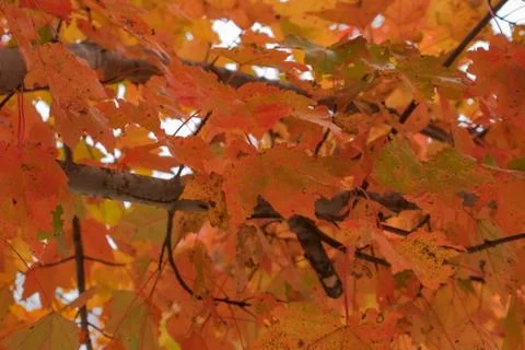 Fall Foilage in October Stock Photos