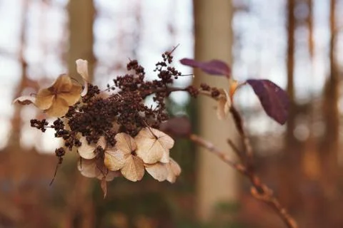 Fall Foilage Stock Photos