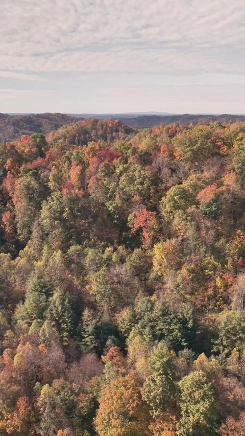 Fall Foliage 1 스톡 동영상 319969773