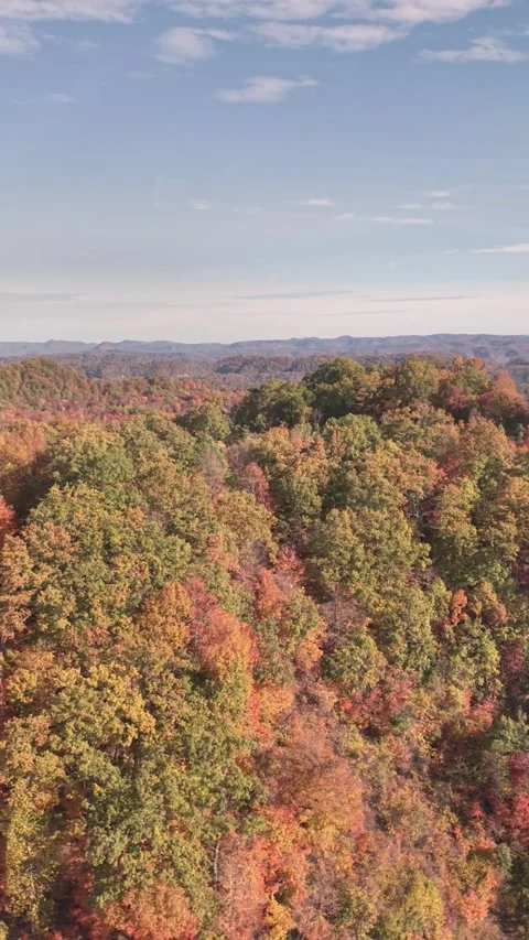 Fall Foliage 3 스톡 동영상 319969769