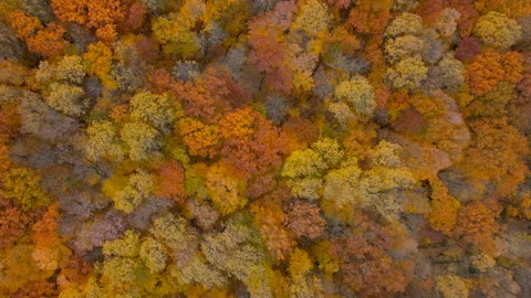 Fall Foliage From Above, Drone 4K Stock Footage 231175479