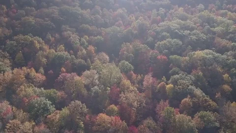 Fall Foliage from Above Stock Footage 82622306