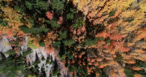 Fall foliage from above Video stock 95077873