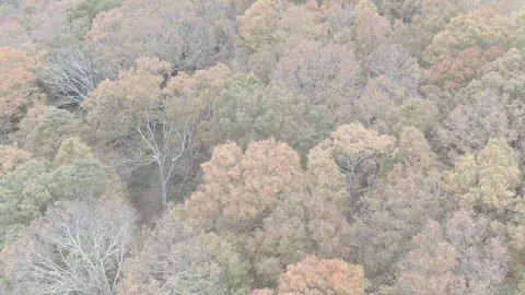 Fall Foliage Aerial Stock Footage 117990505