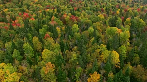 Fall foliage aerial view Stock Footage 56529396