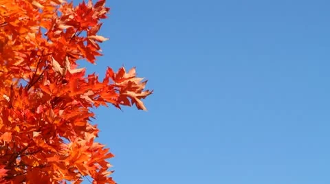 Fall Foliage Against Blue Stock Footage 8965903