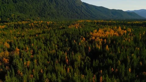 Fall foliage in Alaskan wilderness  Vídeo Stock 294709911