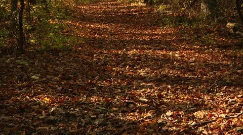 Fall foliage and forest (LP-Voorhees-055) Video stock 8929184