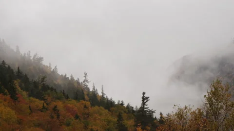 Fall foliage and trees in dense fog, New England forest 4K UHD Stock Footage 47574401