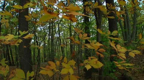 Fall foliage and wind in the forest (LP-Voorhees-033) Video stock 8928974