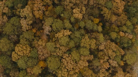 Fall Foliage in Arkansas Stock Footage 119345955