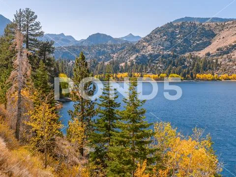 Fall foliage around an alpine lake in Sierra Nevada mountains Stock Photos