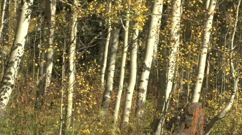 Fall Foliage Autumn in Aspen, Colorado Stock Footage