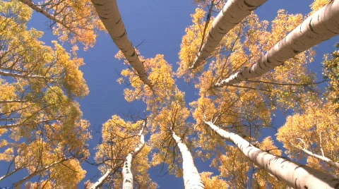 Fall Foliage Autumn in Aspen, Colorado Stock Footage