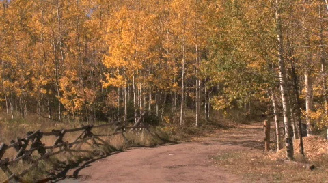 Fall Foliage Autumn in Aspen, Colorado Stock Footage 859853