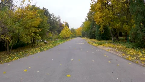 Fall foliage, autumn Video stock 204922638