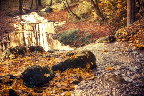 Fall foliage autumn forest Foto stock