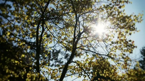 Fall Foliage Autumn Leaves Stock Footage