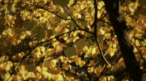 Fall Foliage Autumn Leaves Stock Footage