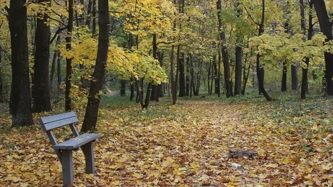 Fall foliage in the autumn park Stock Footage 98484150