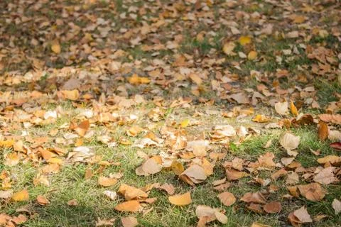Fall foliage, autumn. Stock Photos