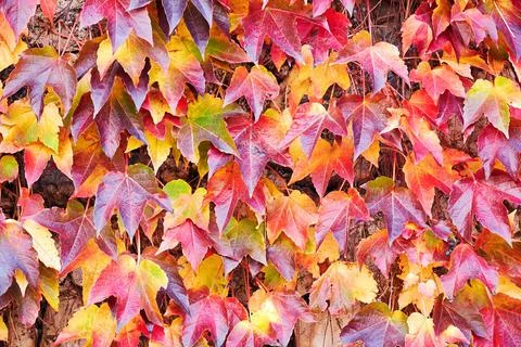 Fall foliage background with colorful maple leafs Stock Photos