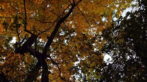 Fall Foliage Background, Slow Camera Spin 스톡 동영상 218559188