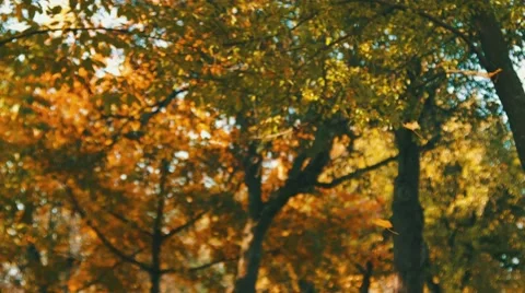 Fall foliage. Beautiful nature. Stock Footage 42753720