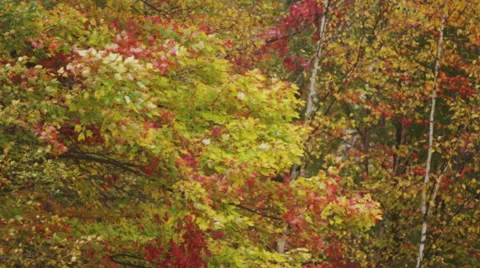 Fall foliage blowing in the wind. Stock Footage 47568487
