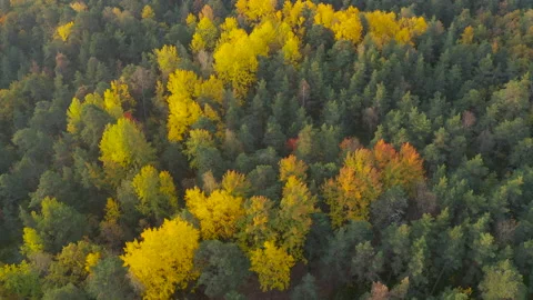 Fall foliage of boreal forest aka taiga in Finland. Stock Footage 162603638