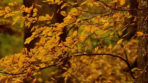 Fall Foliage Branches Swaying Gently Outdoors Stock Footage 346195951