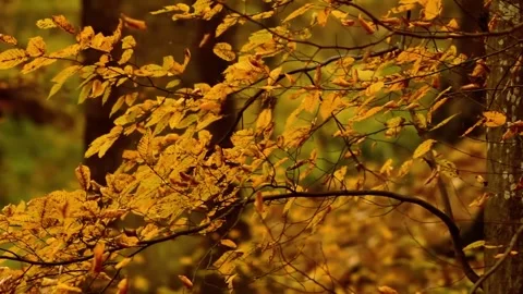 Fall Foliage Branches Swaying Gently Outdoors Stock-Footage 346195965