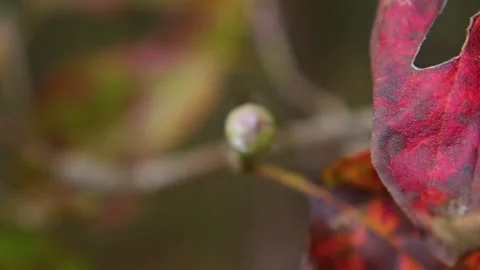 Fall foliage up close in the south Stock Footage 142966641