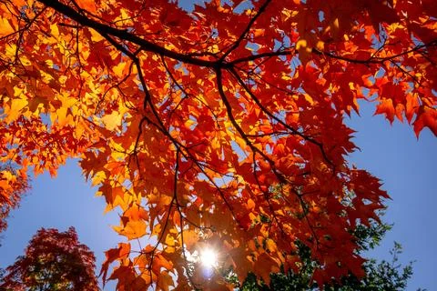 Fall Foliage Color On The Leafs 스톡 사진