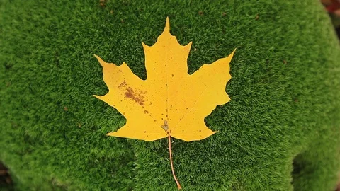 Fall Foliage Colorful Leaf on the Ground Видео 108594868