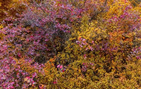 Fall foliage colors in the forest Stock Photos
