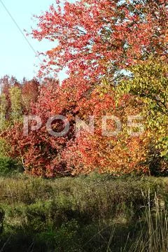 Fall foliage colors Stock Photos