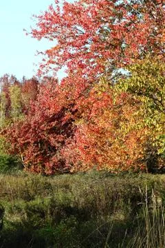 Fall foliage colors Stock Photos