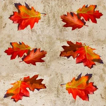 Fall foliage on the concrete background Stock Photos